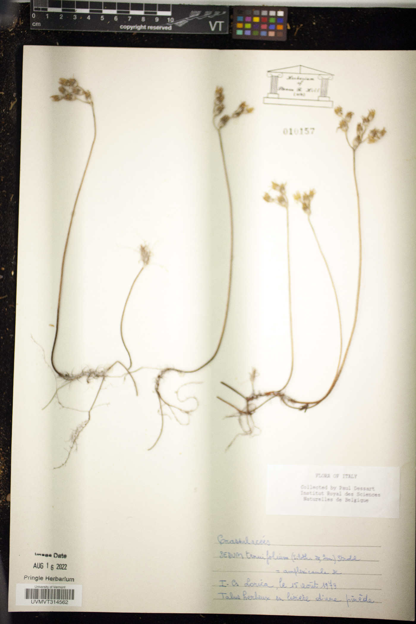 Sedum tenuifolium image
