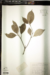 Cornus capitata image