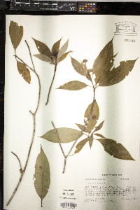 Cornus disciflora image