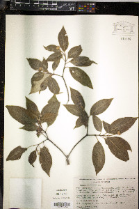 Cornus disciflora image