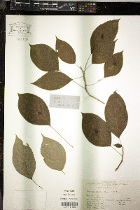 Helwingia japonica image