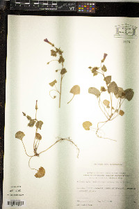 Convolvulus coelesyriacus image