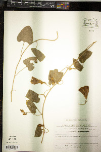 Convolvulus betonicifolius image