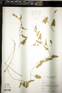 Convolvulus equitans image