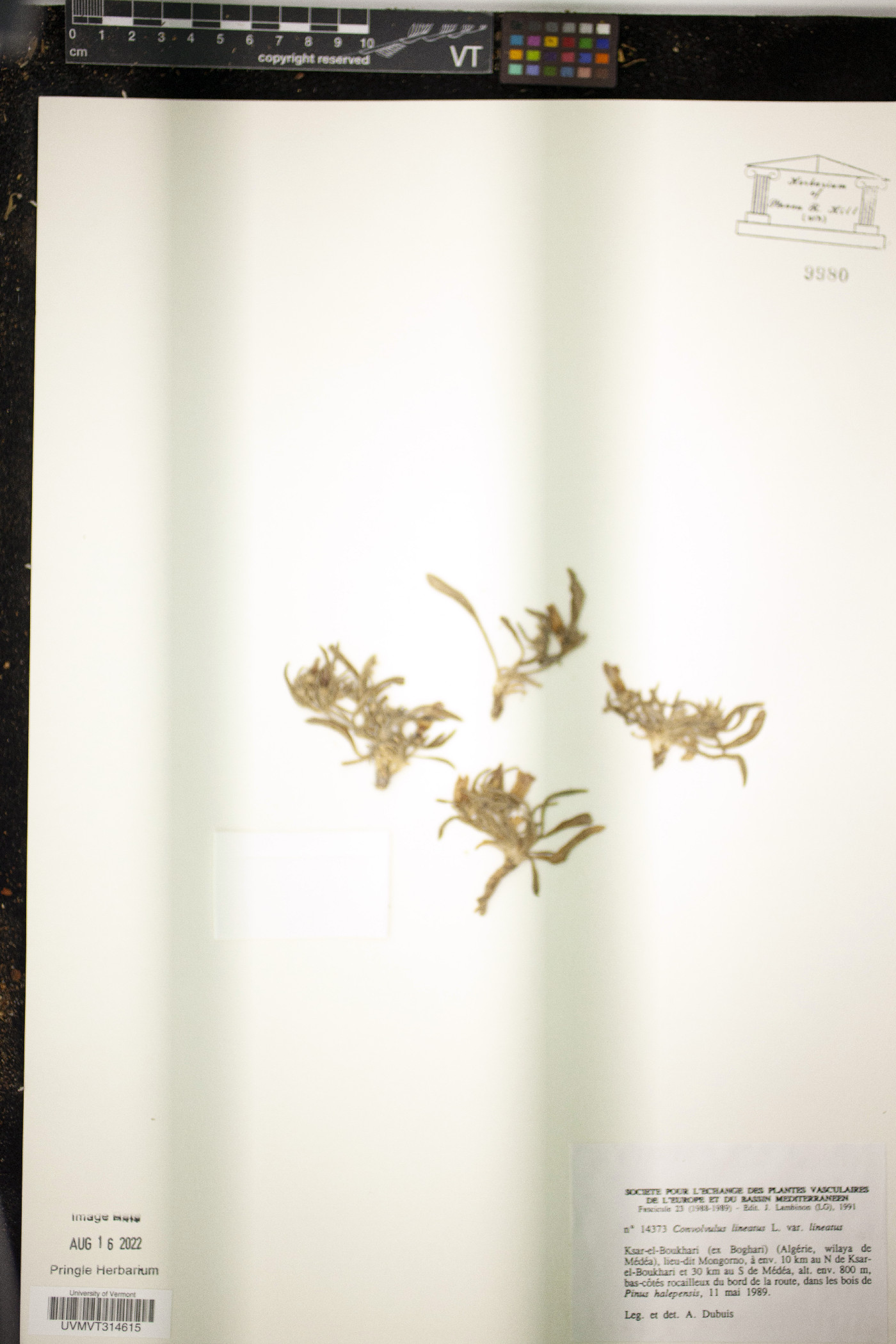 Convolvulus lineatus image