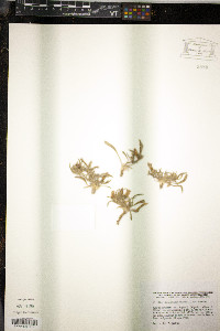 Convolvulus lineatus image