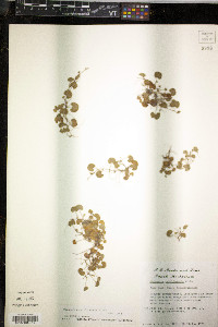 Dichondra carolinensis image