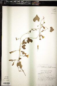 Ipomoea amnicola image