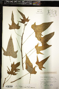 Ipomoea batatas image