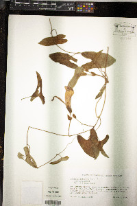 Ipomoea setifera image