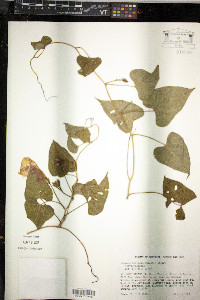 Ipomoea tiliacea image