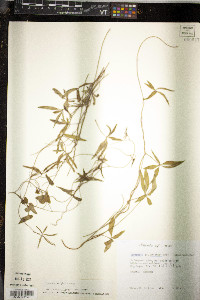 Ipomoea wrightii image