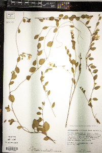 Jacquemontia curtissii image