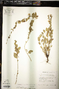 Jacquemontia curtissii image