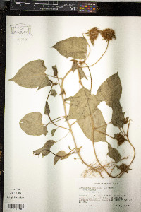 Jacquemontia tamnifolia image