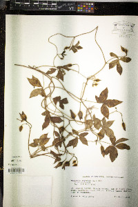Merremia aegyptia image