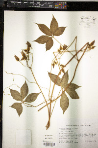 Merremia aegyptia image