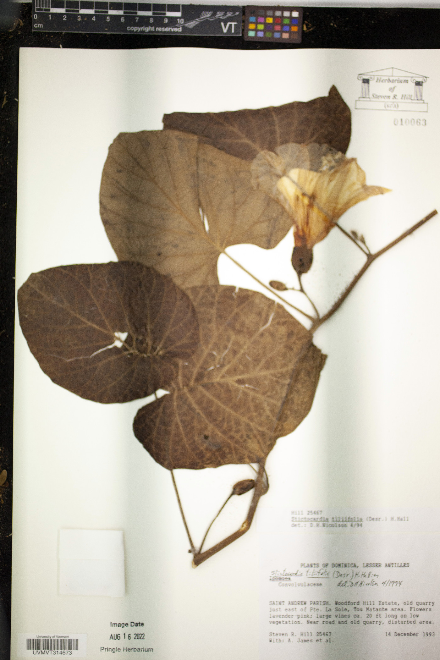 Stictocardia tiliifolia image