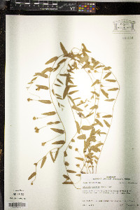 Stylisma aquatica image