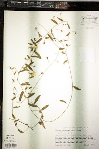 Stylisma humistrata image