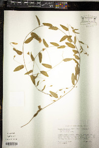 Stylisma humistrata image