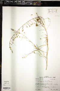 Stylisma pickeringii var. pattersonii image