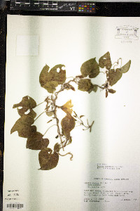 Turbina corymbosa image
