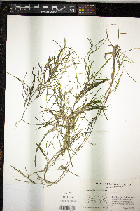 Myriophyllum verticillatum image