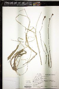 Sparganium natans image