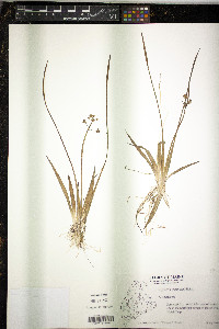 Sagittaria graminea image