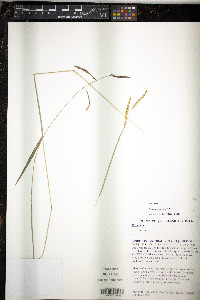 Paspalum dilatatum image