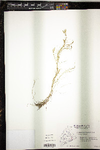 Potamogeton bicupulatus image