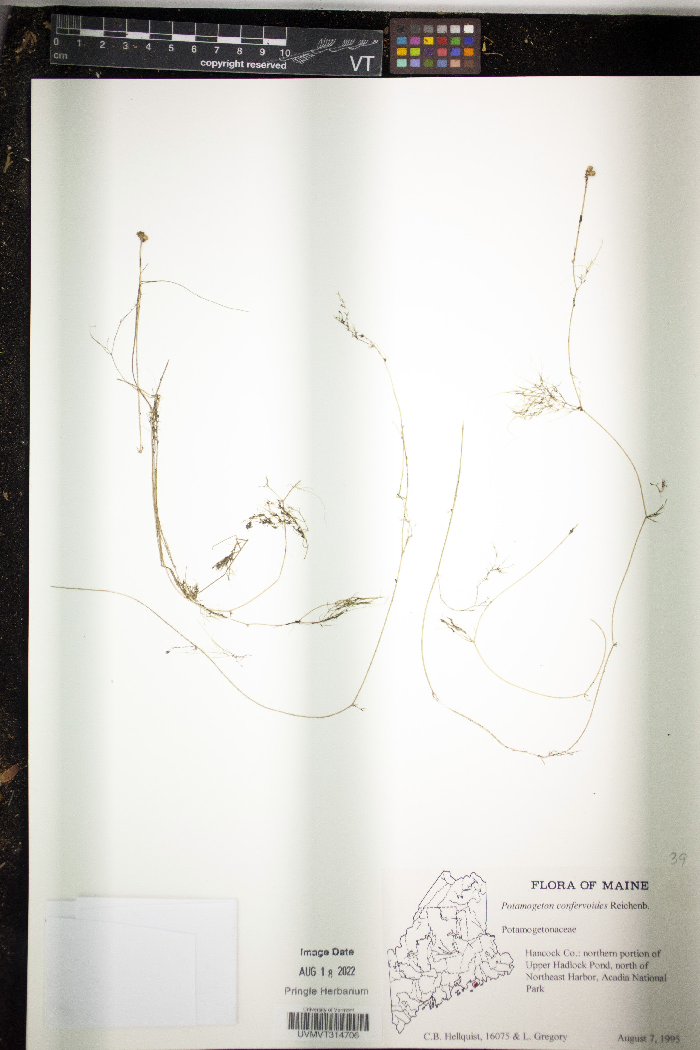Potamogeton confervoides image