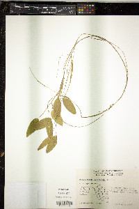 Potamogeton oakesianus image