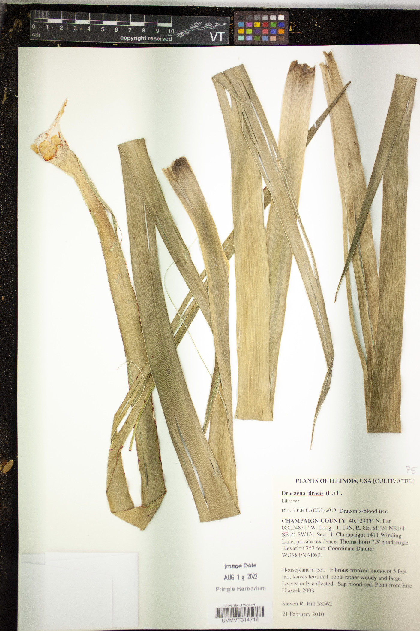 Dracaena draco image