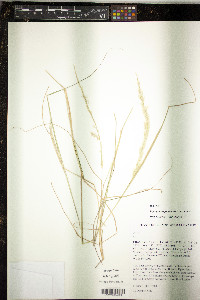 Pappophorum pappiferum image