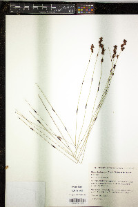 Elegia hookeriana image