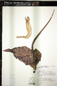 Amorphophallus henryi image
