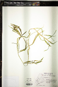 Potamogeton zosteriformis image