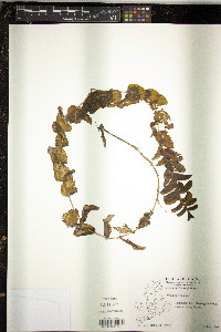 Potamogeton perfoliatus image