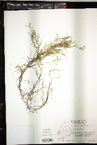 Potamogeton spirillus image