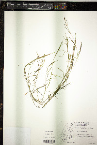 Potamogeton strictifolius image