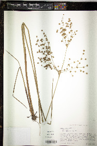 Juncus nodatus image