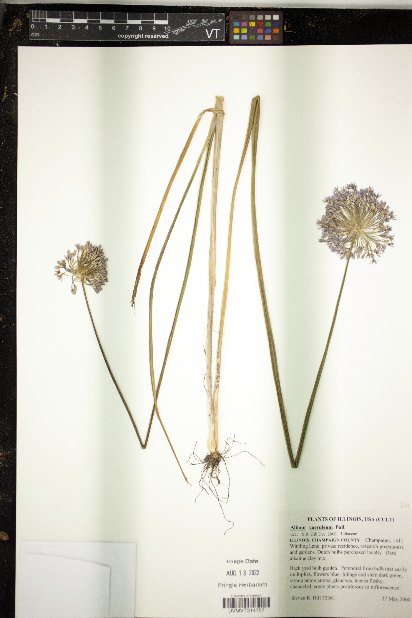 Allium caeruleum image