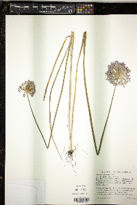 Media resource of Allium caeruleum
