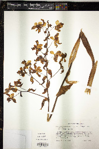 Cyrtopodium punctatum image