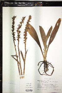 Spiranthes cernua var. odorata image