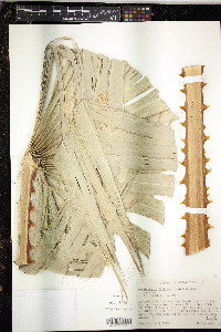 Washingtonia filifera image