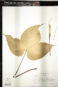 Media resource of Pinellia tripartita