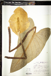 Zantedeschia aethiopica image
